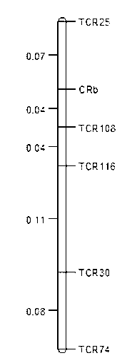 Clubroot-resistant Chinese cabbage gene CRb closely-linked molecular markers, primers and selection method of clubroot-resistant plant