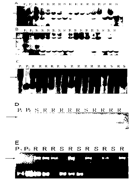 Clubroot-resistant Chinese cabbage gene CRb closely-linked molecular markers, primers and selection method of clubroot-resistant plant