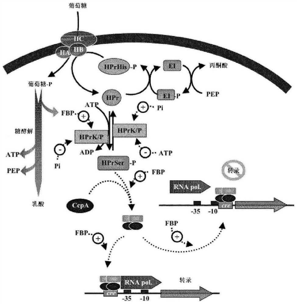 Production of lactase using regulatory altered strains