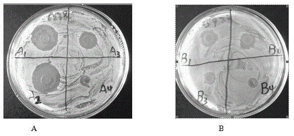 Double-triazole substituted ethoxy benzene compound and preparation method and application thereof