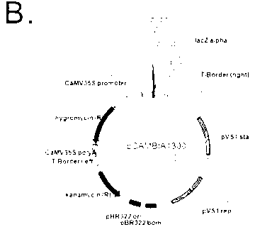 Rice blast resistant gene RMg1, RMg2 or RMg3, and its application