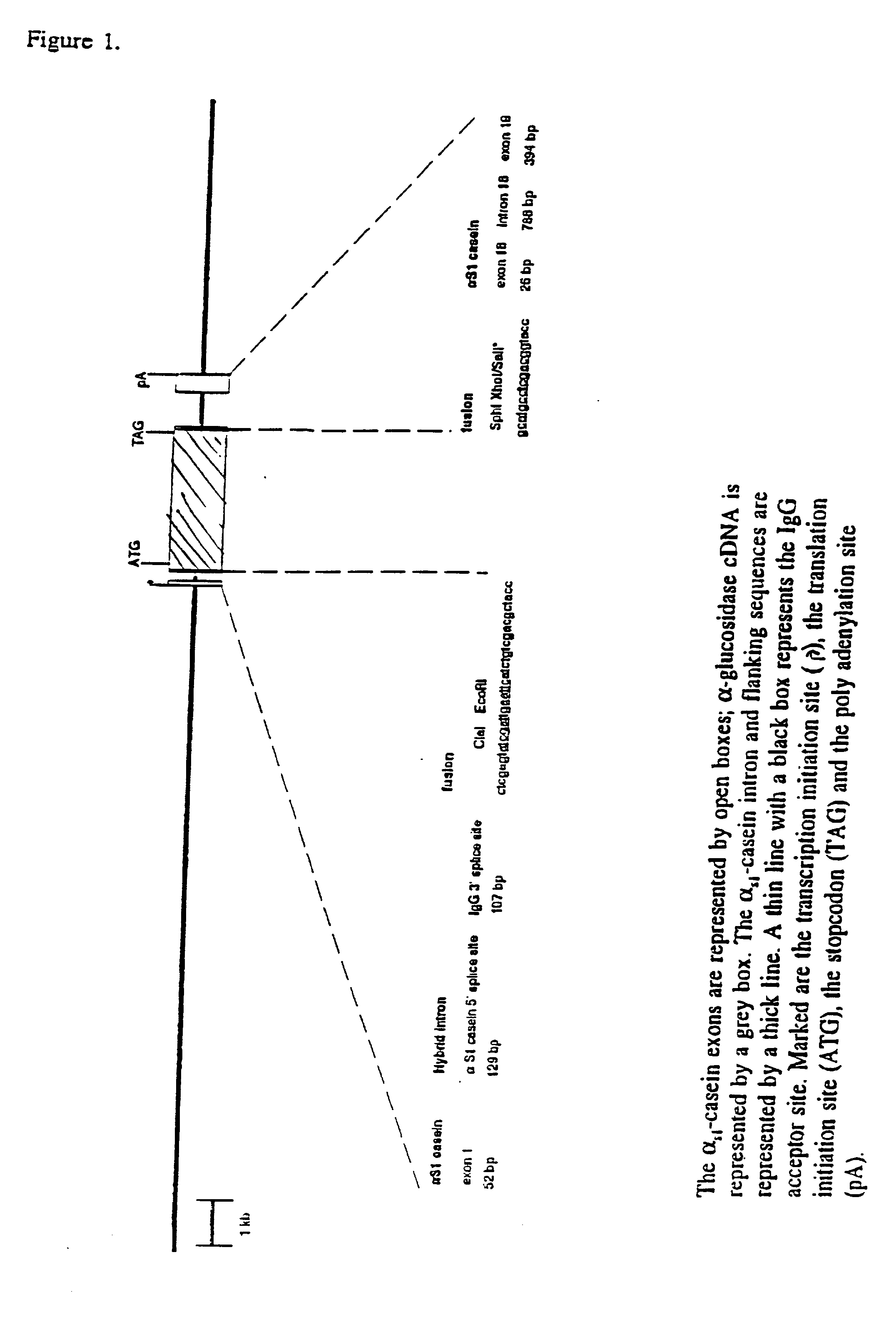 Treatment of pompe's disease