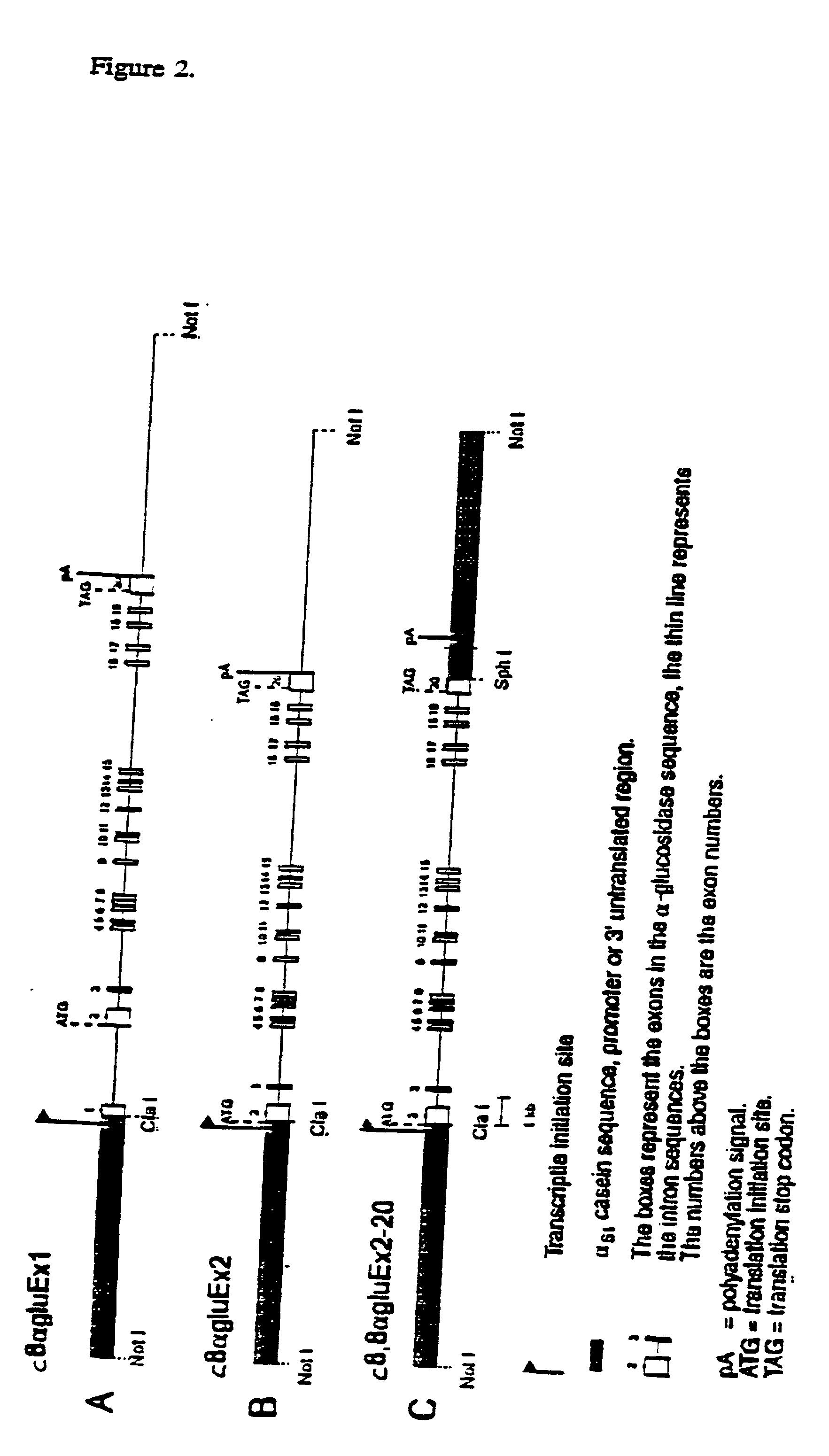 Treatment of pompe's disease