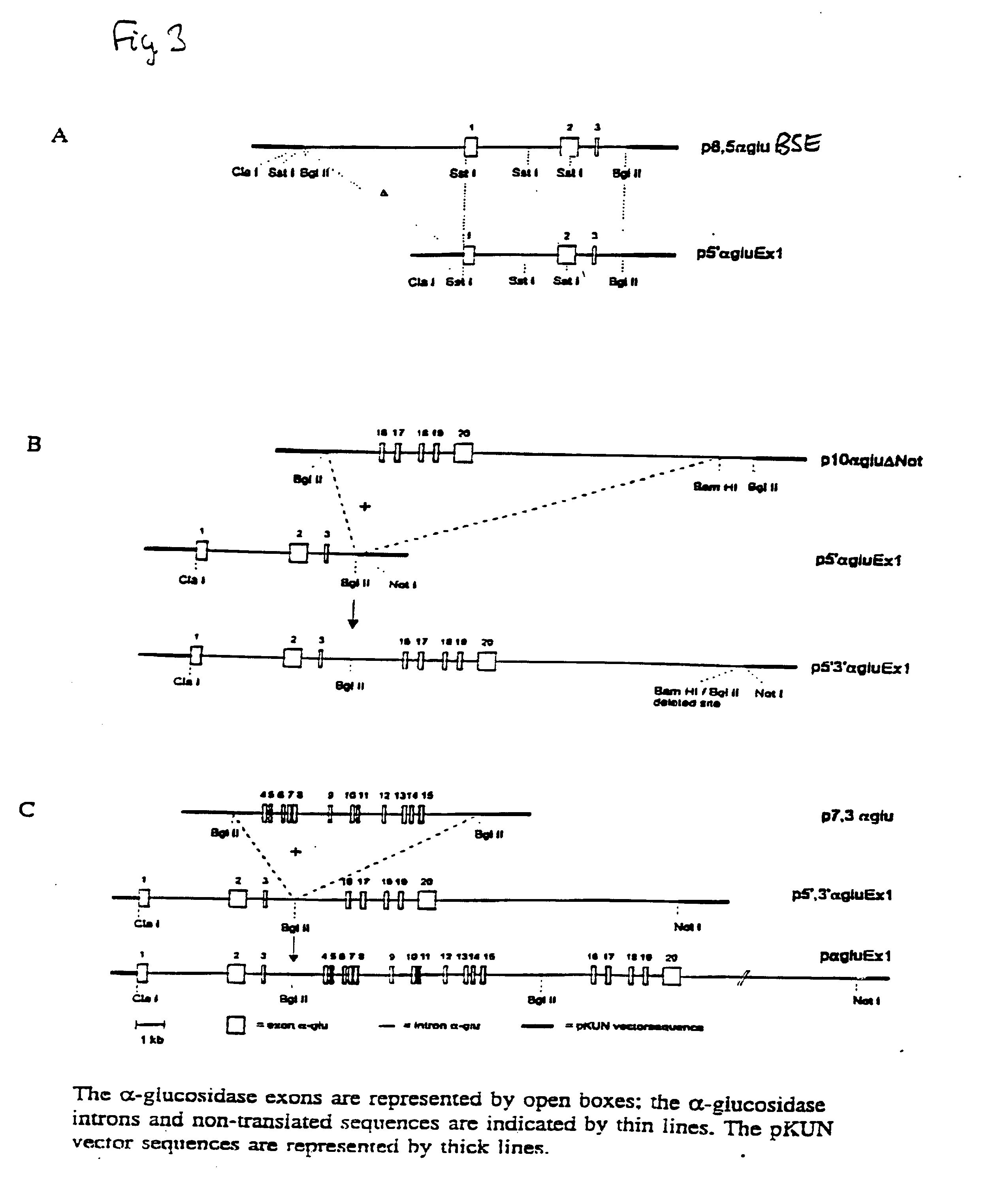 Treatment of pompe's disease