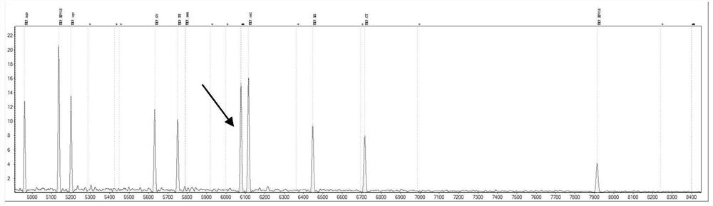 Preparation method of nucleic acid fingerprint database for detecting genital tract pathogens by MALDI TOF-MS (matrix-assisted laser desorption/ionization time-of-flight mass spectrometry)