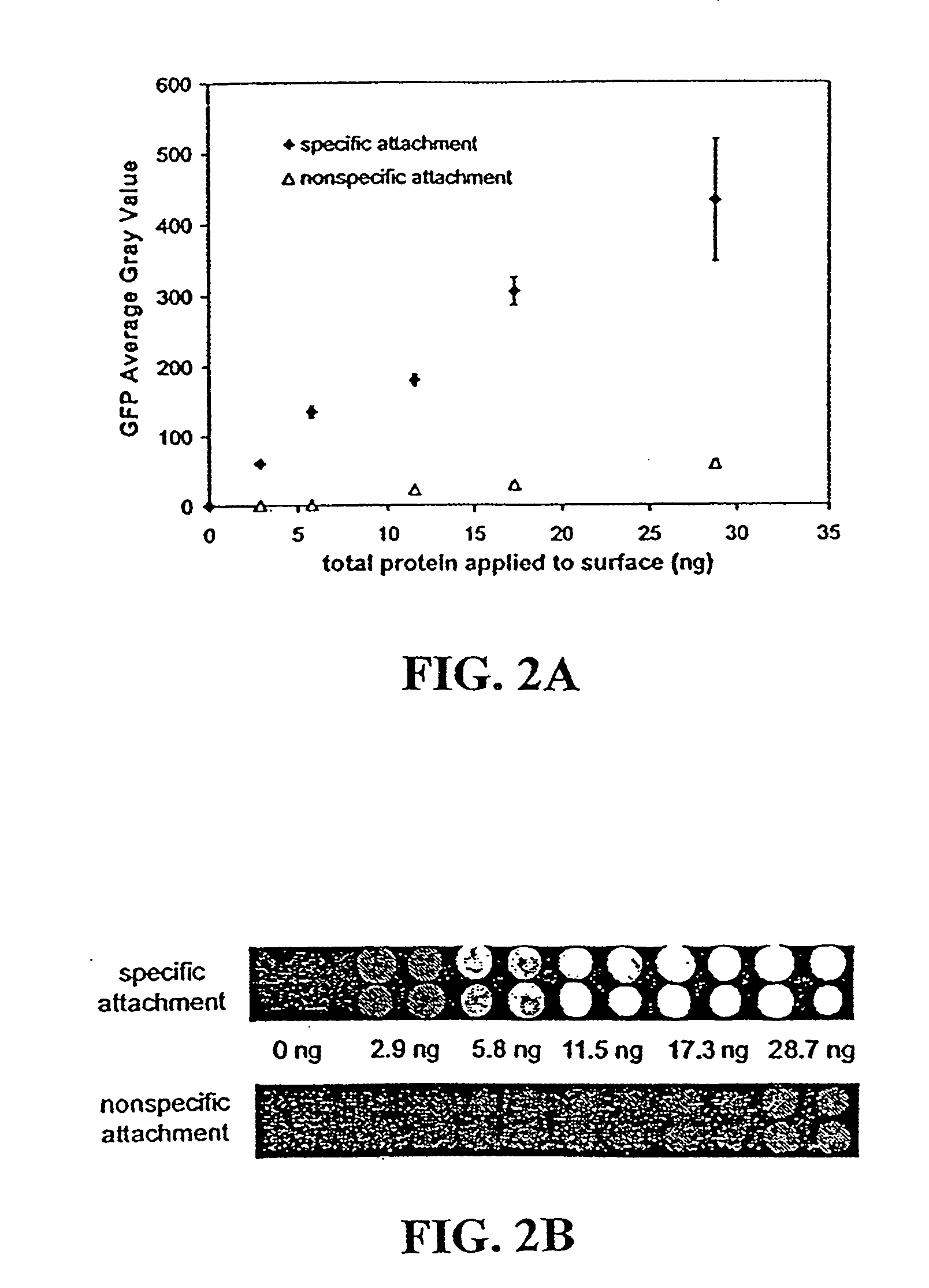 Hydrogels for biomolecule analysis and corresponding method to analyze biomolecules