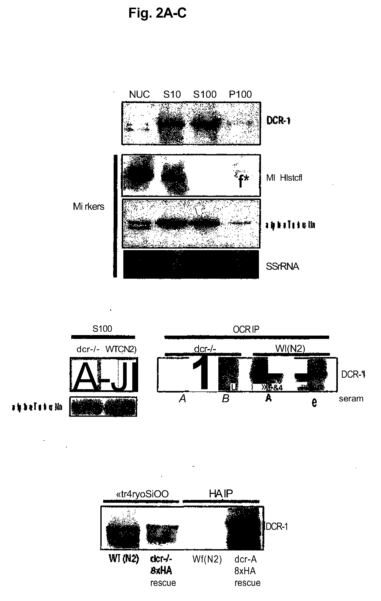 Dicer interacting proteins and uses therefor