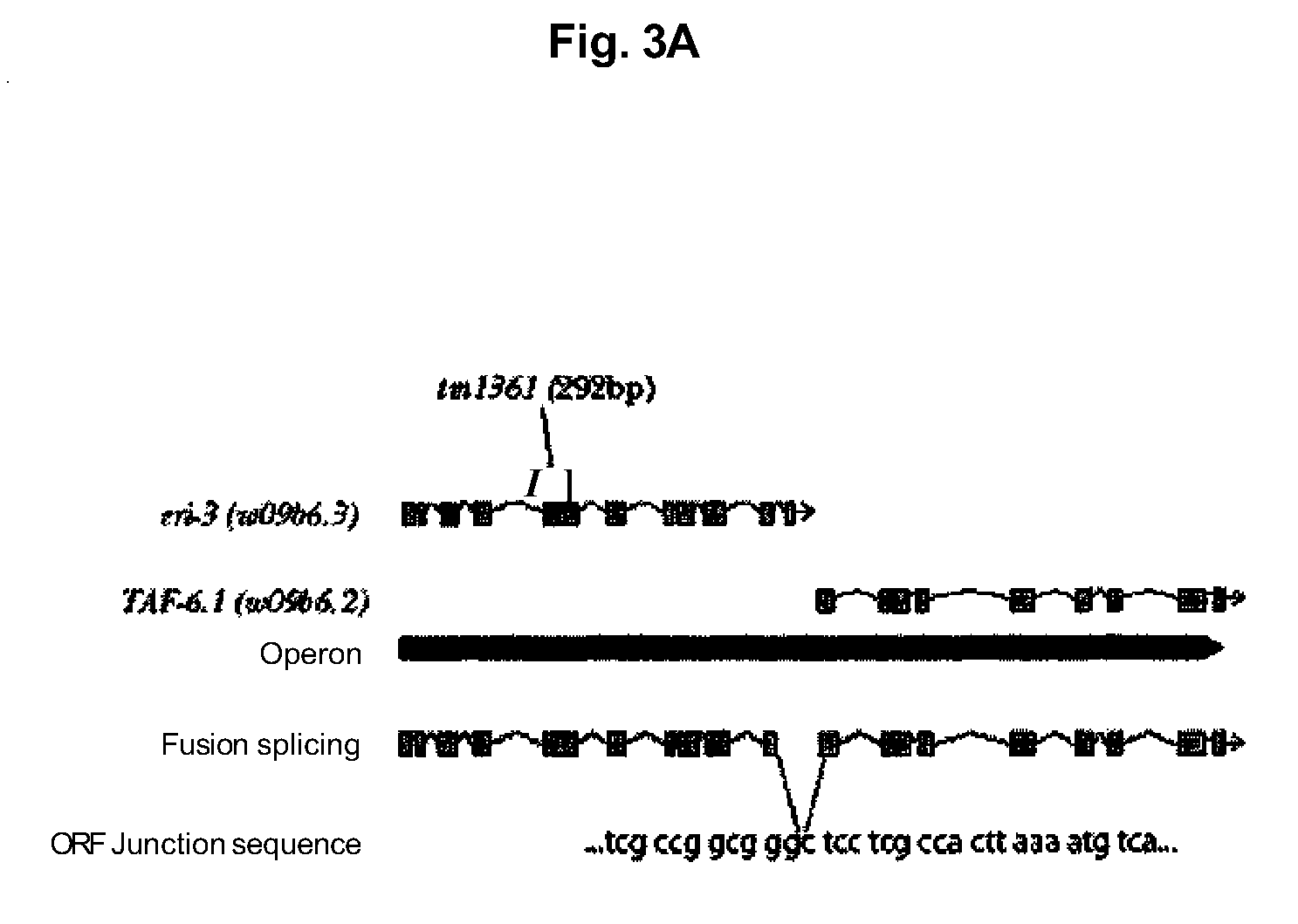 Dicer interacting proteins and uses therefor