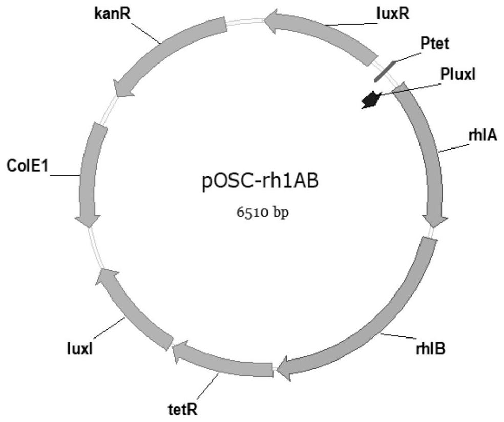 Oscillating gene expression system, construction method and application of oscillating gene expression system in rhamnolipid fermentation