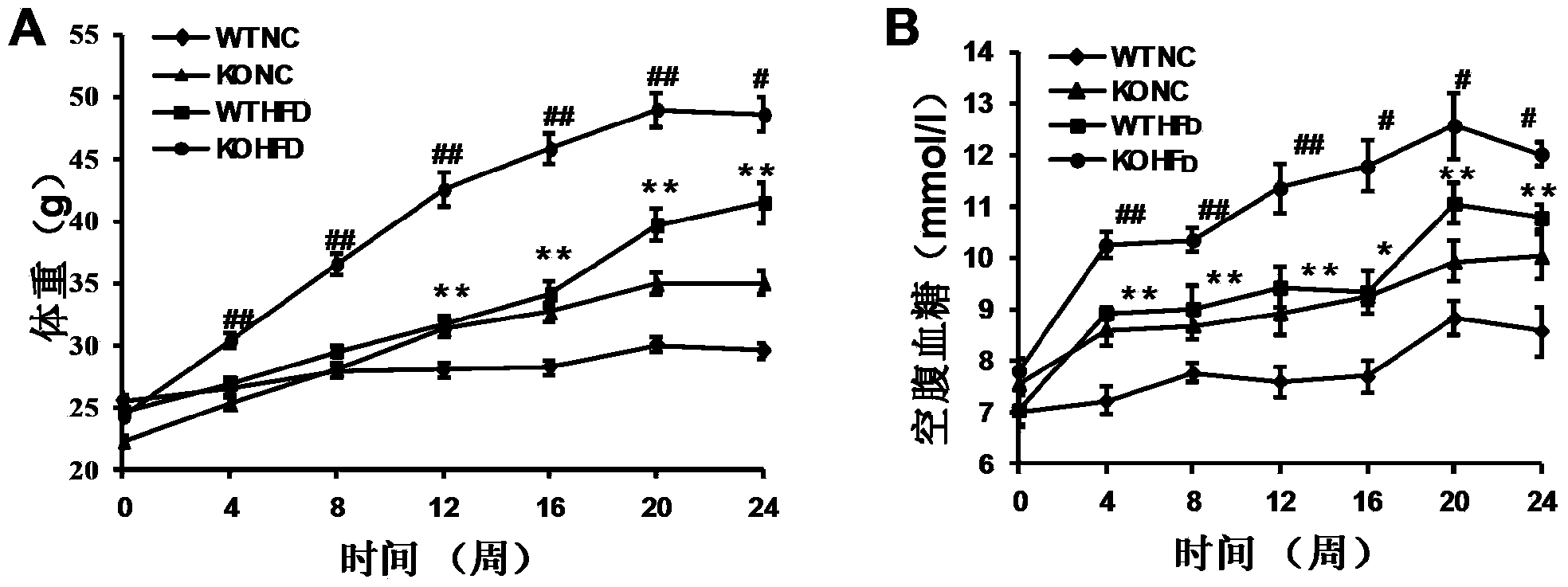 Function and application of thymidylate synthetase CAD (carbamoyl-phosphate synthetase II, aspartate transcarbamylase and dihydroorotase) gene in treating fatty liver and type-II diabetes mellitus