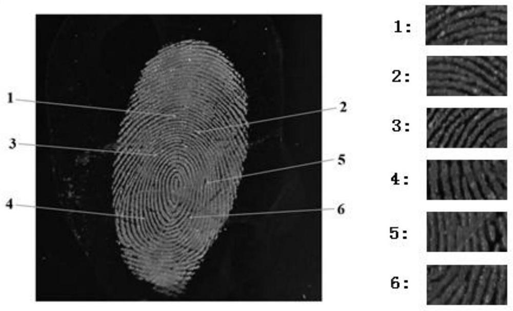 Application of an Aggregation-Induced Fluorescent Probe in Fingerprint Fluorescence Imaging