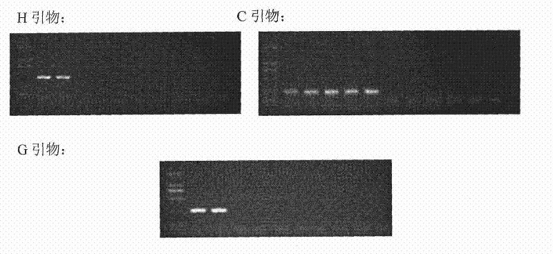 Multi-suspension chip for detecting Cryptosporidium and Giardia lamblia and preparation thereof