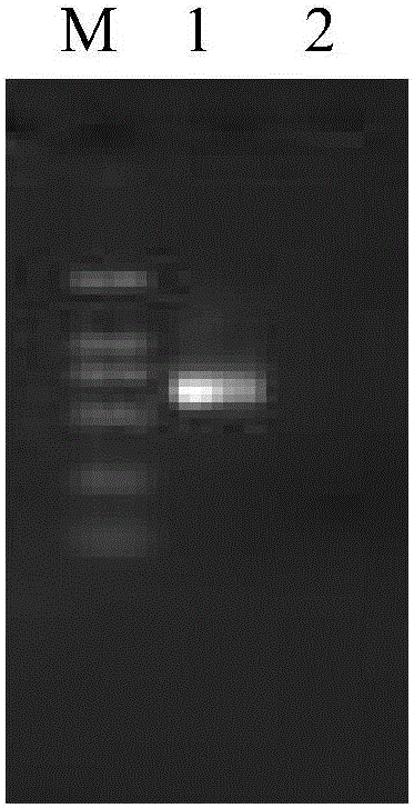 Red sea bream iridovirus molecular standard sample and its preparation method