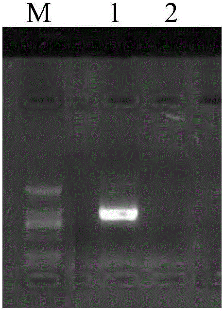 Red sea bream iridovirus molecular standard sample and its preparation method