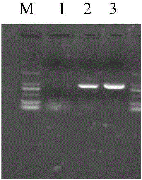 Red sea bream iridovirus molecular standard sample and its preparation method