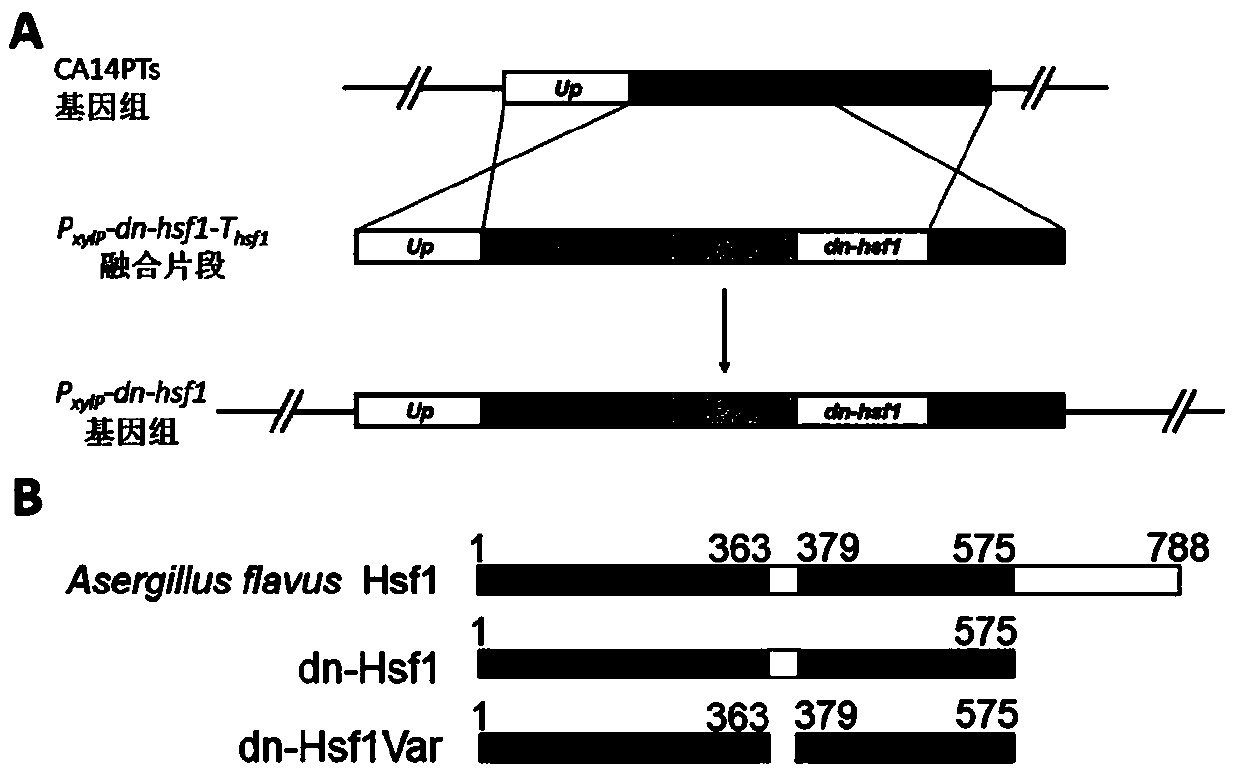 Heat shock transcription factor 1 dominant negative effect mutant and application thereof