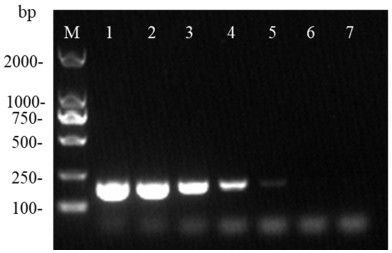 DPO-PCR primer and method for detecting coix lacryma-jobi leaf spot bacteria