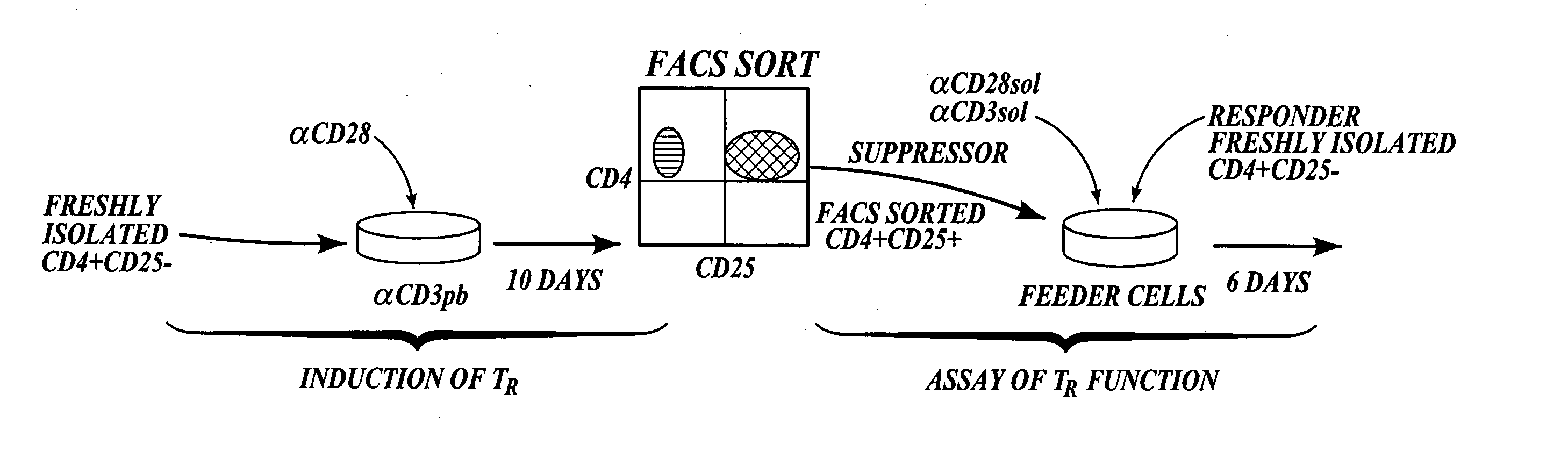 Methods of generating antigen-specific CD4+CD25+ regulatory T cells, compositions and methods of use