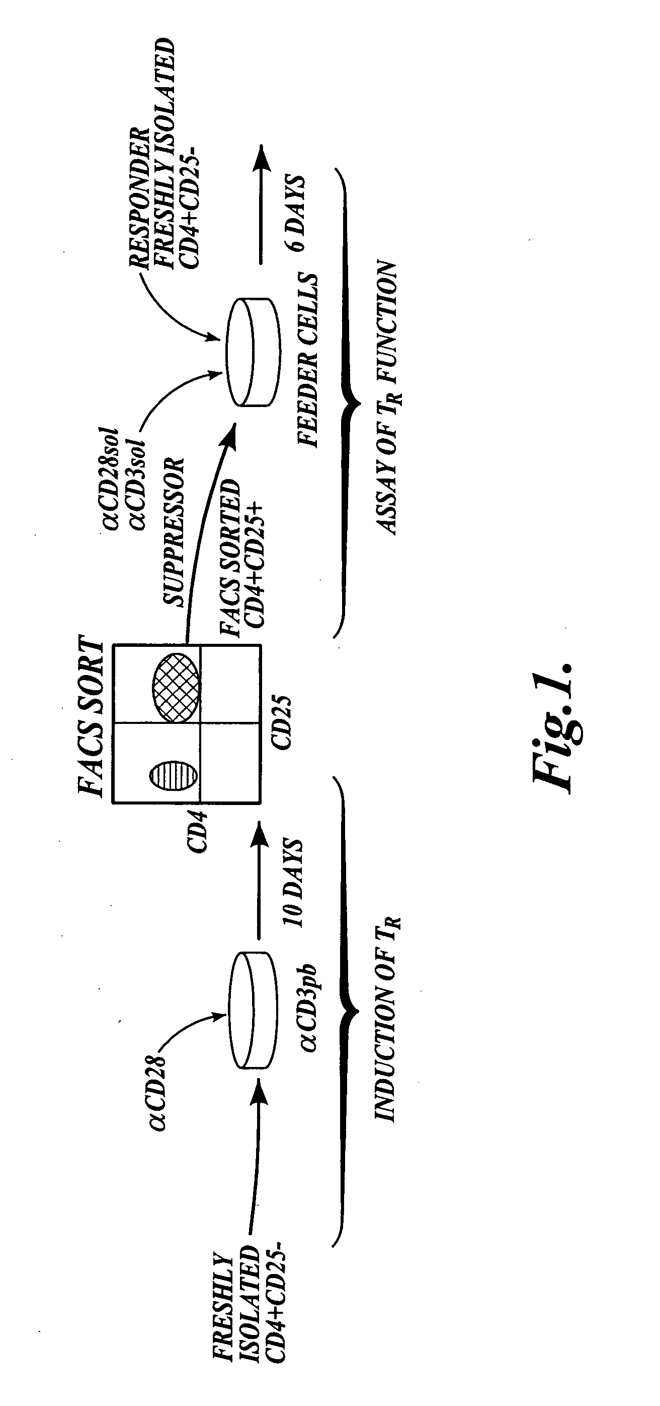 Methods of generating antigen-specific CD4+CD25+ regulatory T cells, compositions and methods of use