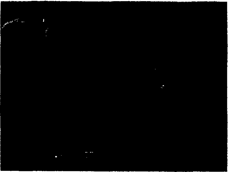 Microsphere shaped iron based catalyst in use for Fischer-Tropsch synthesis under high temperature, and preparation method