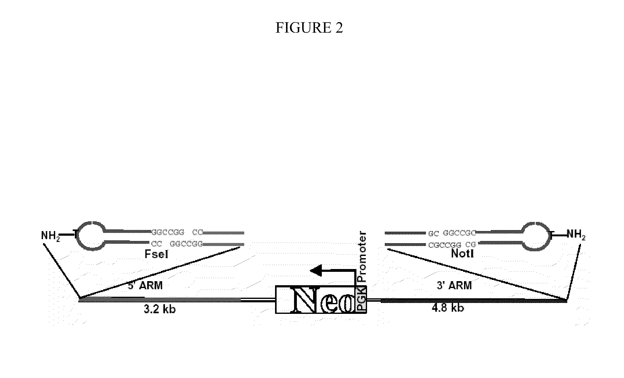 Methods and systems for high homologous recombination ("HR") targeting efficiency