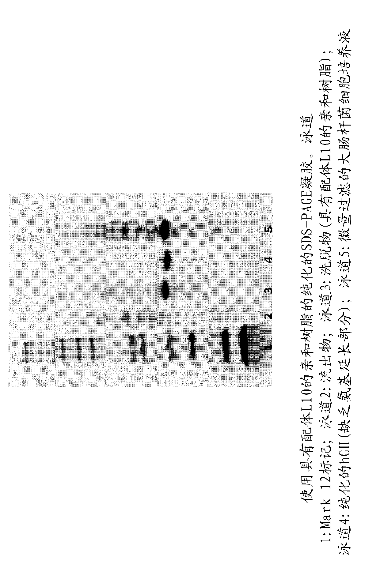 Process for the purification of human growth hormone polypeptides using affinity resins comprising specific ligands