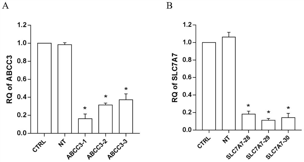 Application of ATP binding cassette transmembrane transporter subfamily C member 3 in preparation of medicines for preventing and treating enterovirus 71 infection