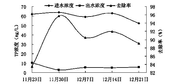 Application of berberis julianae schneid in purification of livestock and poultry breeding biogas slurry