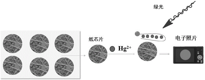 Method for detecting mercury ion on basis of fluorescence resonance energy transfer of paper chip