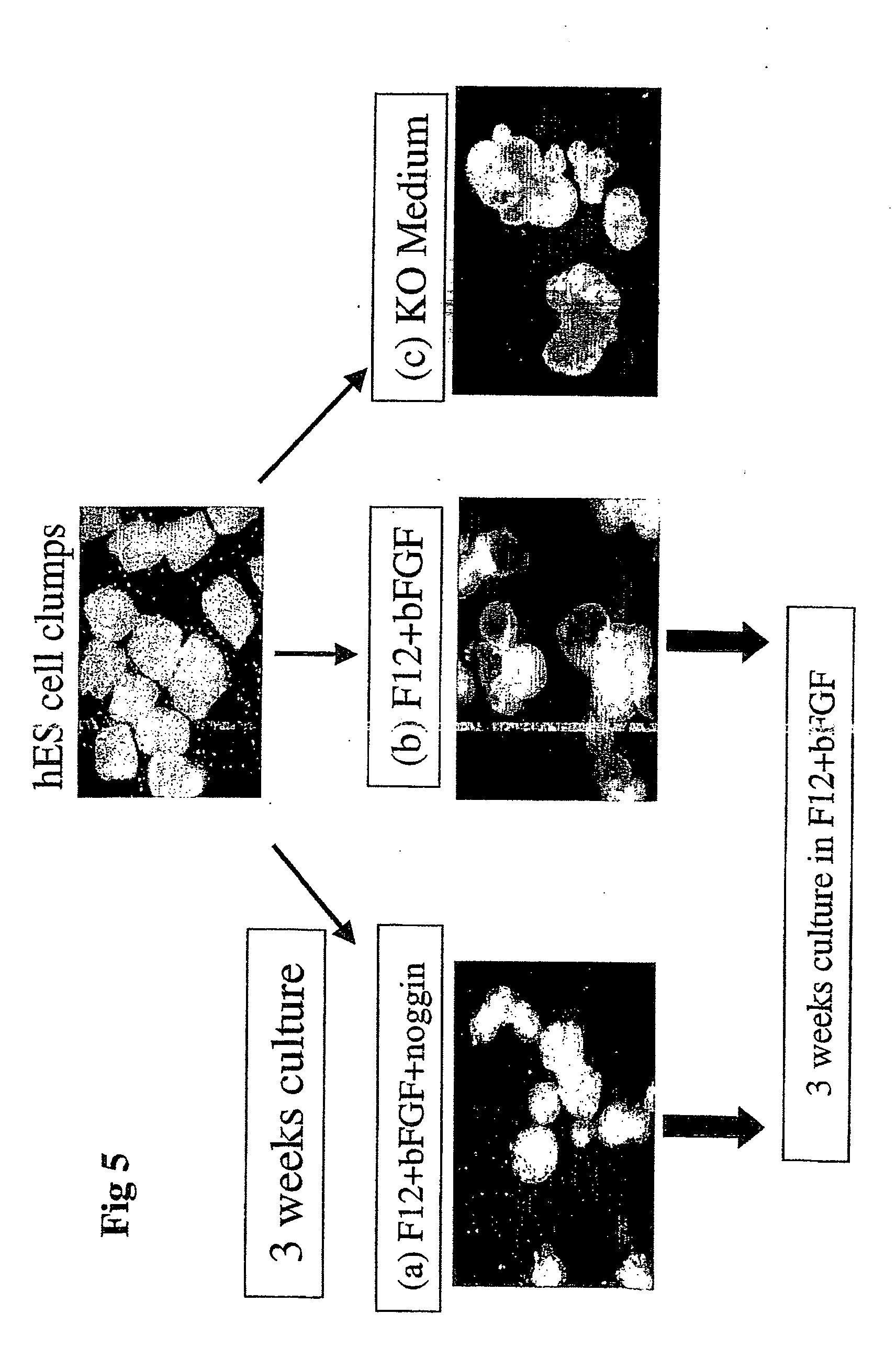 Generation of neural stem cells from undifferentiated human embryonic stem cells