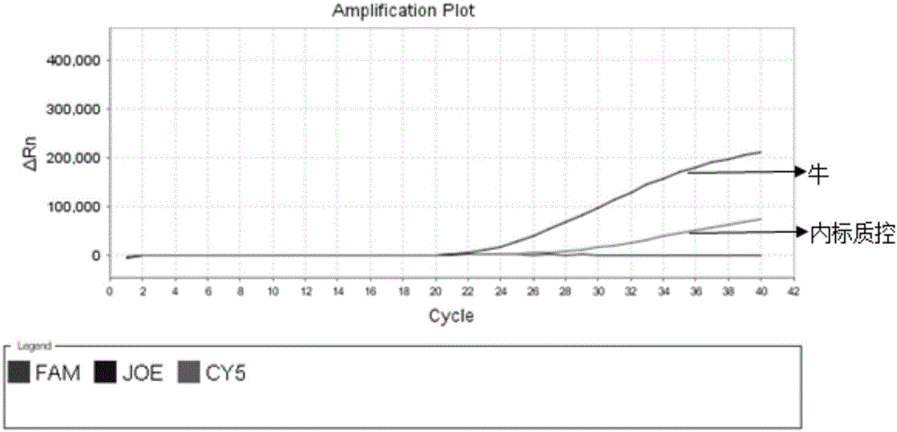 Turtle and bovine derived fluorescence PCR detection primer in tortoise shell glue, probe, kit, detection method and application