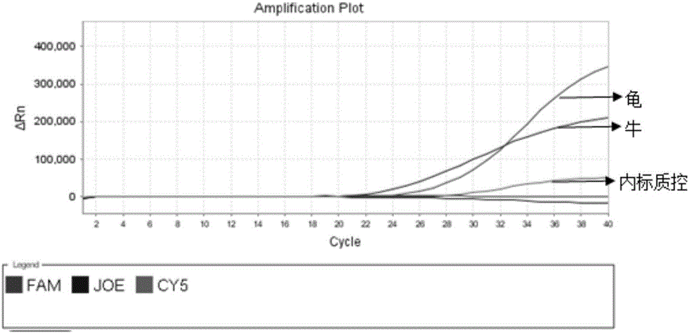 Turtle and bovine derived fluorescence PCR detection primer in tortoise shell glue, probe, kit, detection method and application