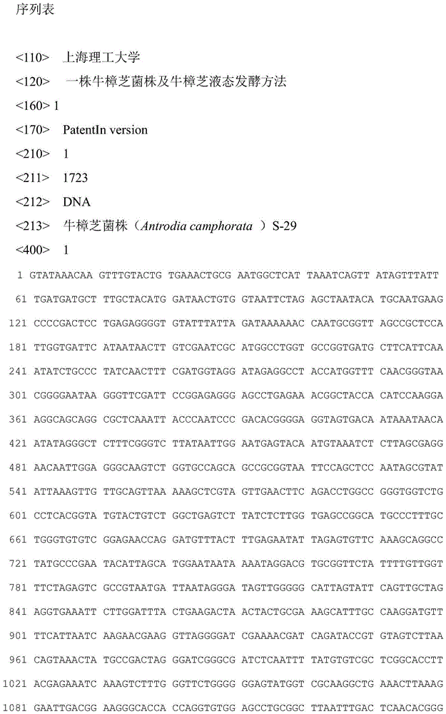 Antrodia camphorata strain and antrodia camphorata liquid fermentation method