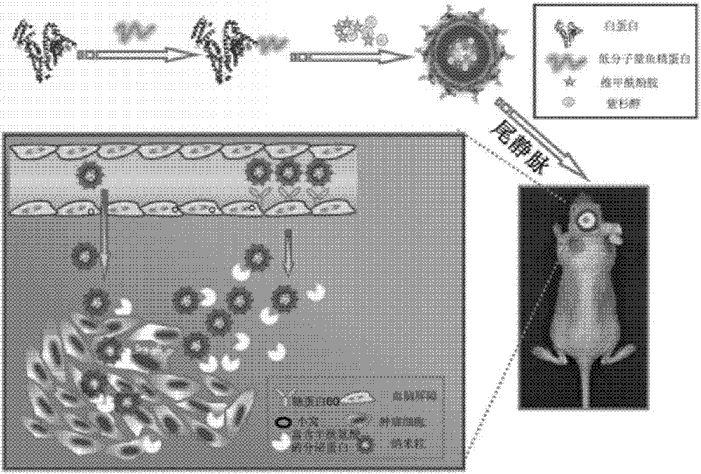 Albumin nano-particles and preparation method and use thereof