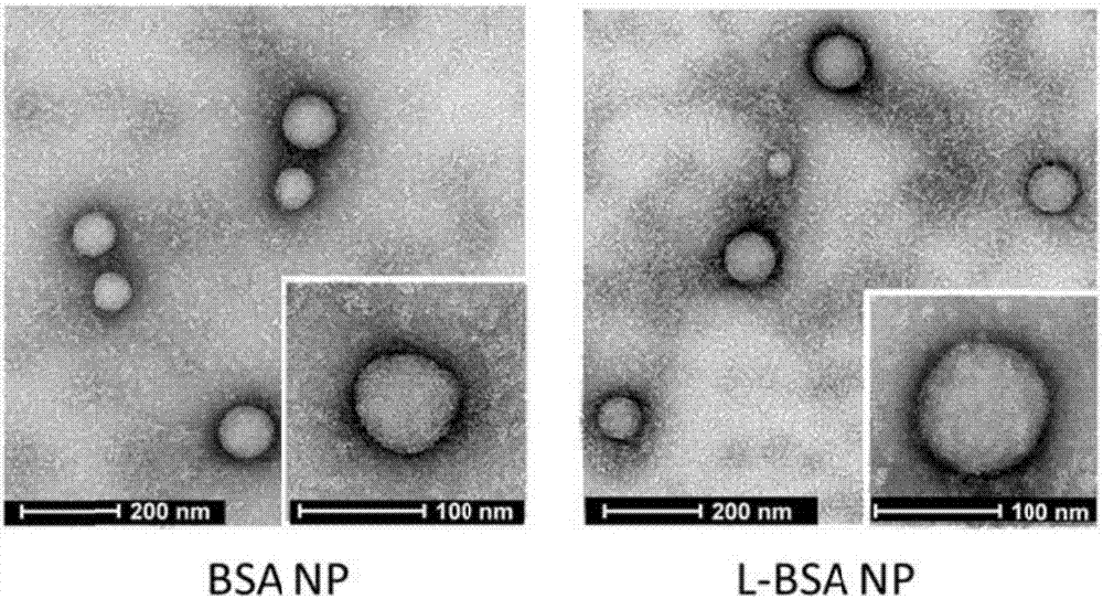 Albumin nano-particles and preparation method and use thereof