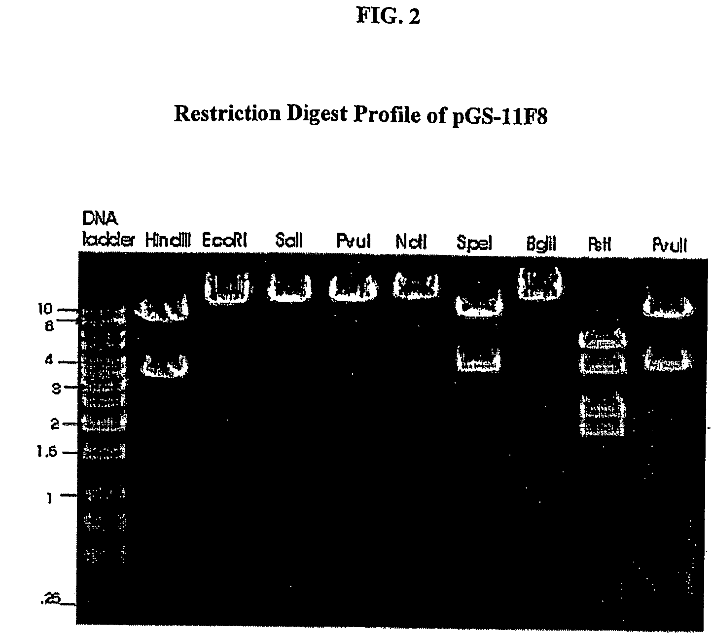 Human anti-epidermal growth factor receptor antibody