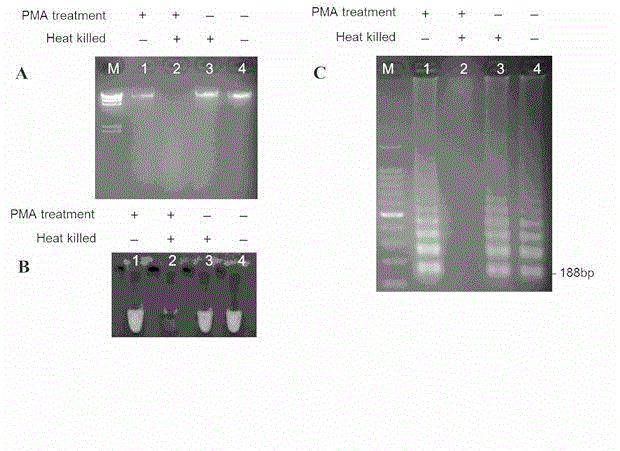 Method for rapidly detecting listeria monocytogenes in food