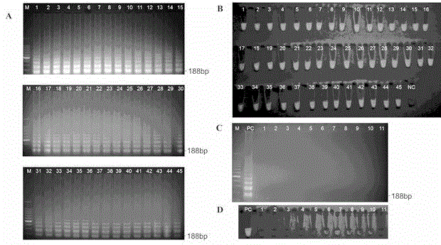 Method for rapidly detecting listeria monocytogenes in food