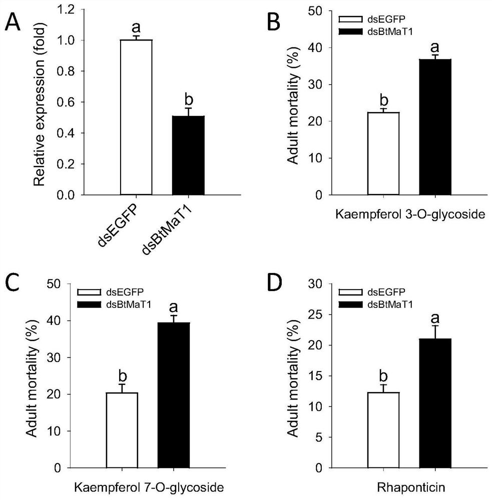 Application of phenol sugar acyltransferase gene btpmat1 and its specific dsRNA in the control of whitefly
