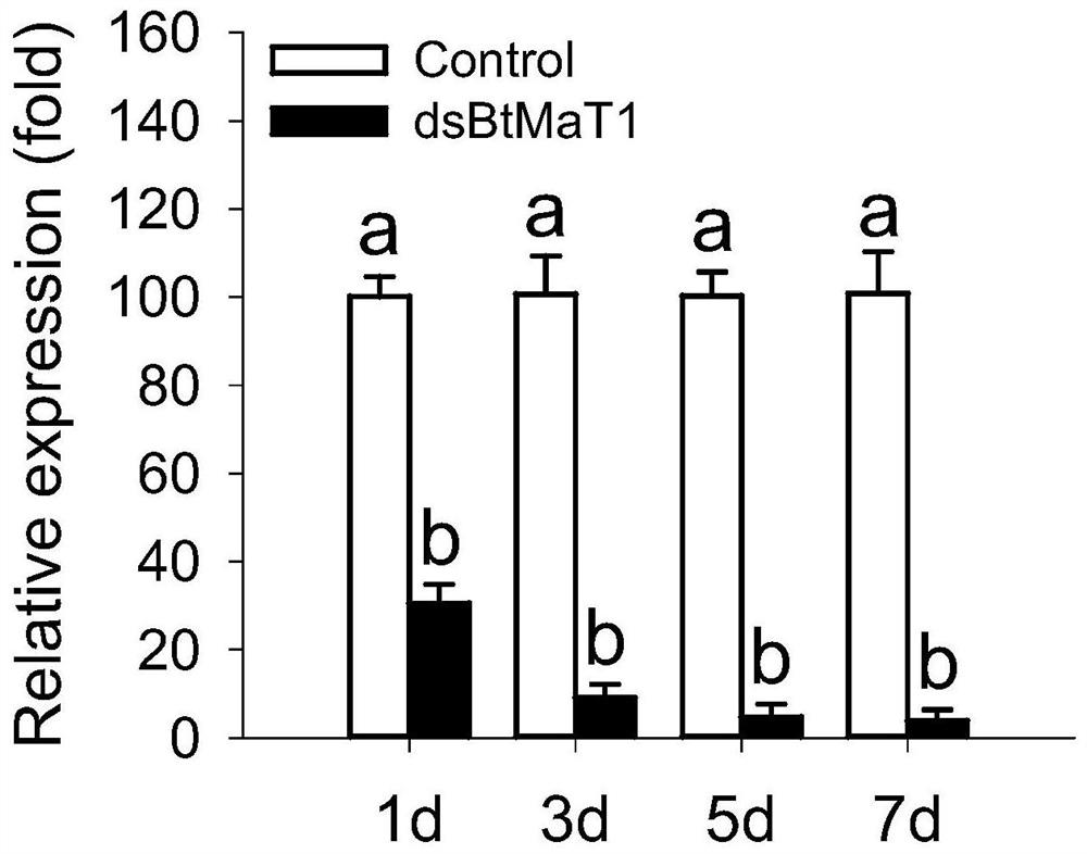 Application of phenol sugar acyltransferase gene btpmat1 and its specific dsRNA in the control of whitefly