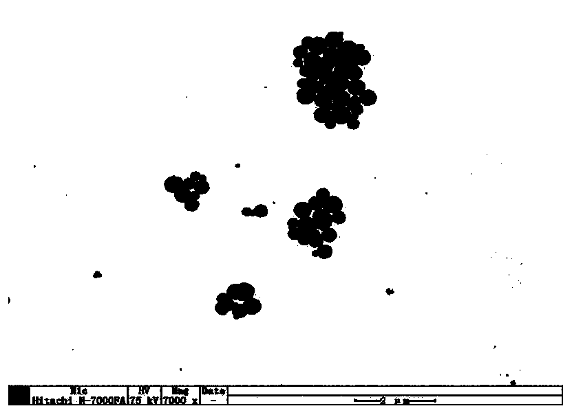 Salmonella bacteriophage nano magnetic bead conjugate and its enrichment and separation kit