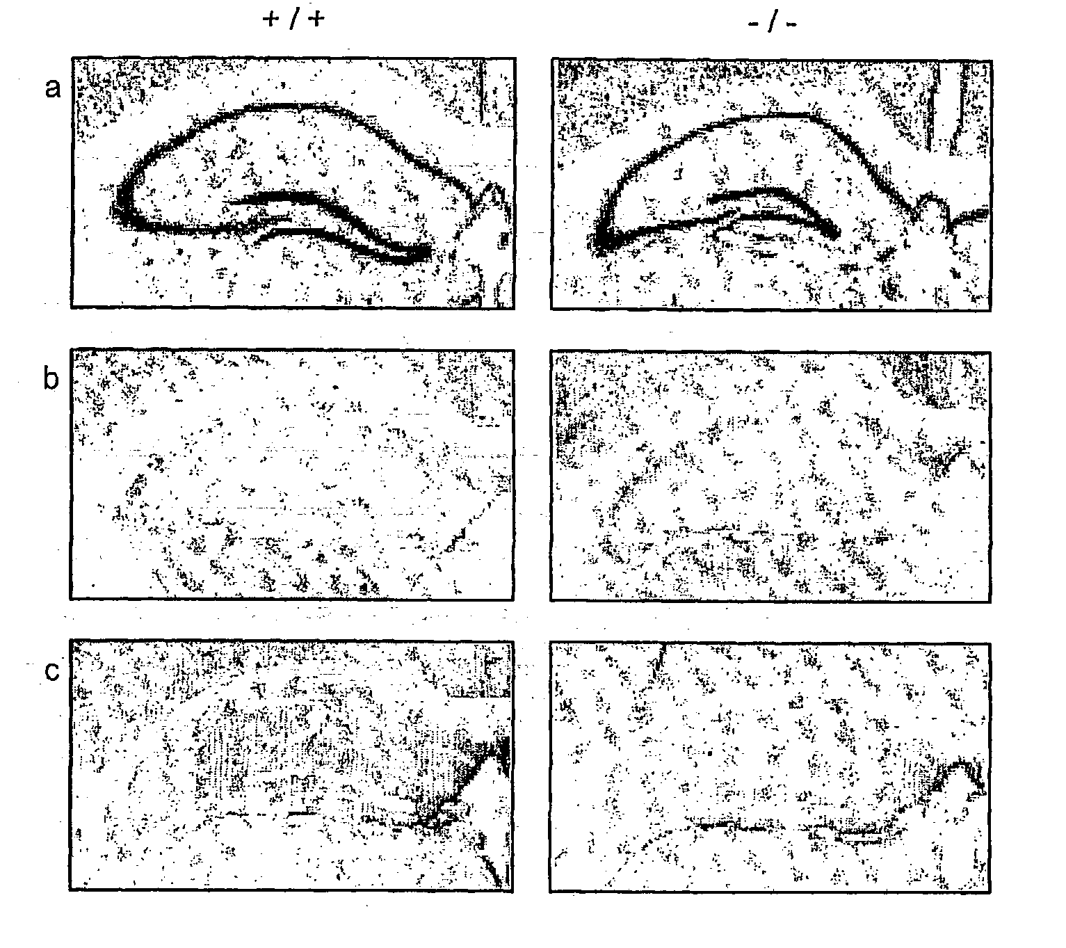 Synaptic transmission assay