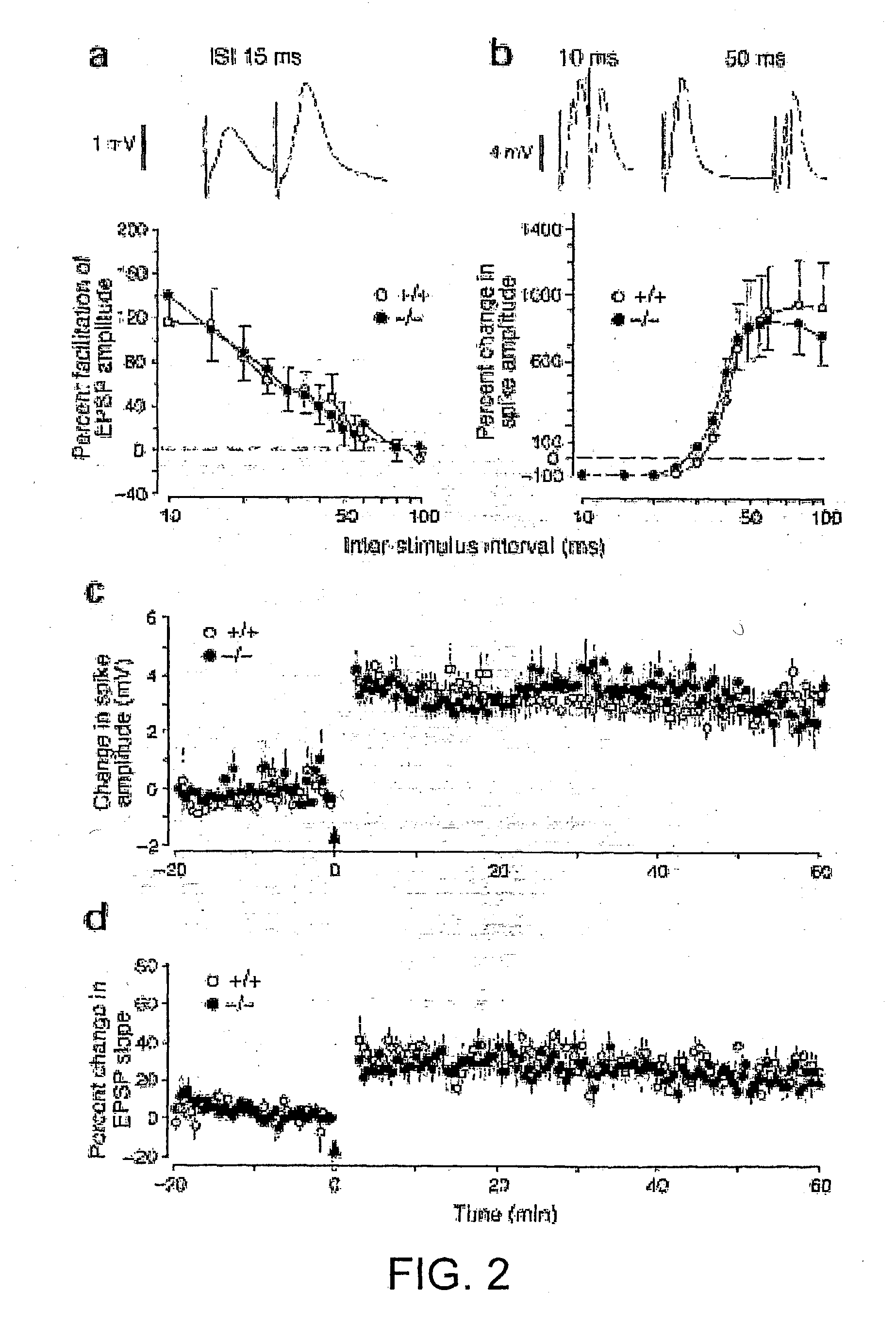 Synaptic transmission assay