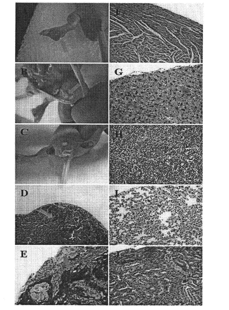 Liposome vector system for tumor-targeted drug delivery