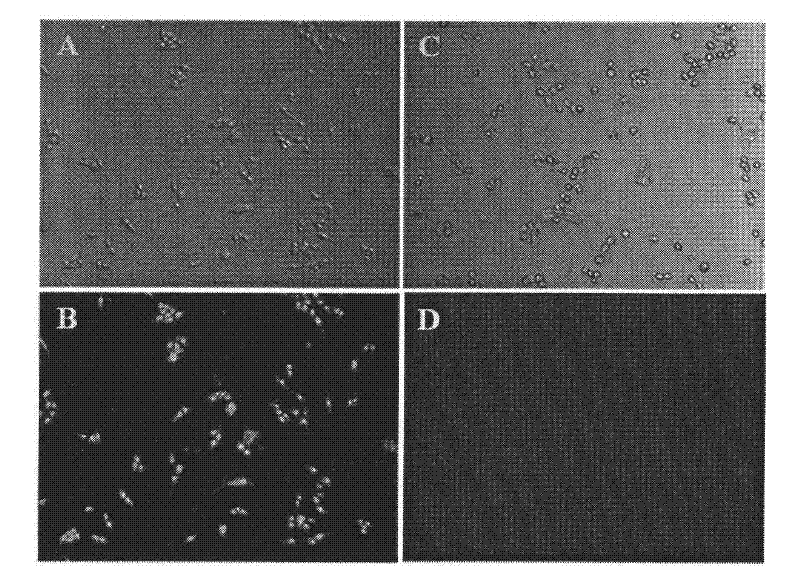 Liposome vector system for tumor-targeted drug delivery