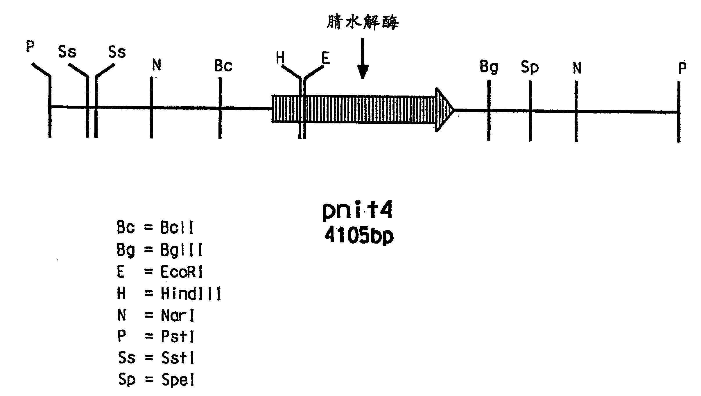 Isolation and expression of a gene for a nitrilase from acidovorax facilis 72W