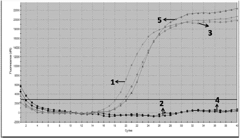 Real-time fluorescence quantitative reverse transcription-polymerase chain reaction (RT-PCR) detection primer group, detection probe group, detection kit and detection method for detecting hepatitis B virus (HBV) pregenome ribonucleic acid (pgRNA)