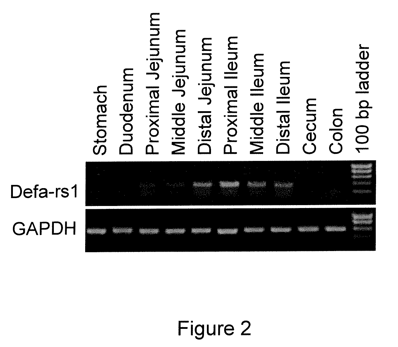 Anti-microbial defensin-related peptides and methods of use