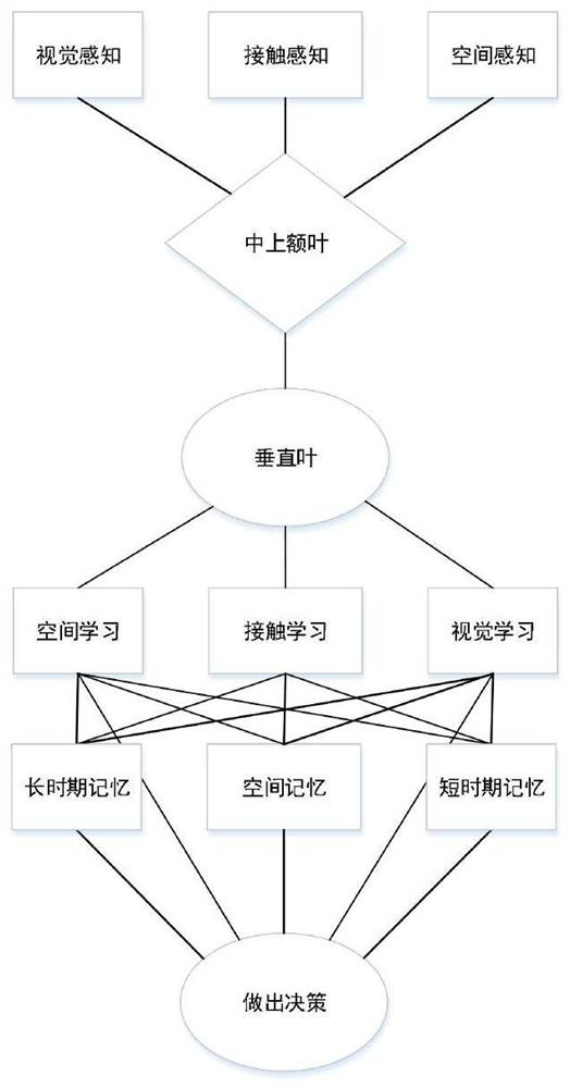 Hybrid evolution method based on octopus learning and memory system bionics