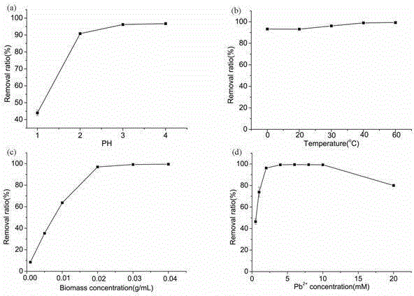 Efficient lead ion bio-adsorbent and preparation method and application thereof